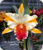 Rlc. Amazing Thailand Gold Star